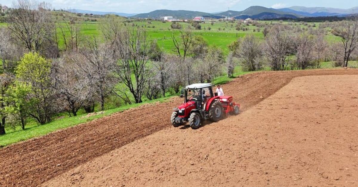 Ordu'da karabuğdayın üretim alanı arttı