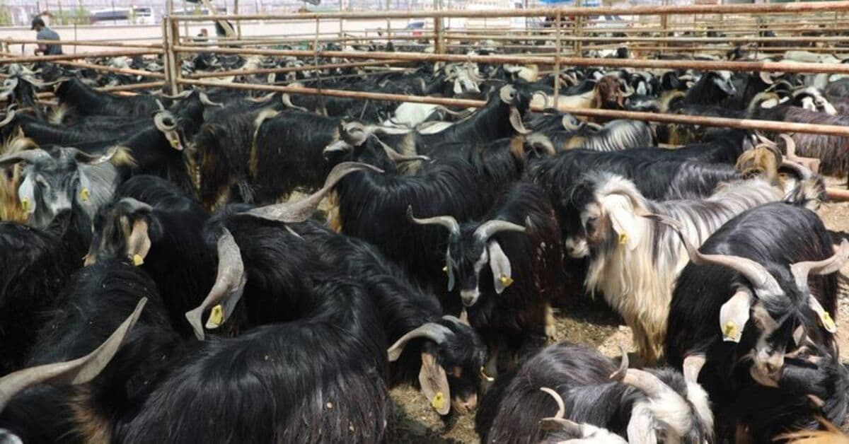 Elazığ'da kurban kesim alanı açıklandı