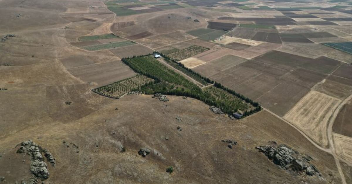 15 yıl sürdü! Kıraç araziyi vahaya çevirdi