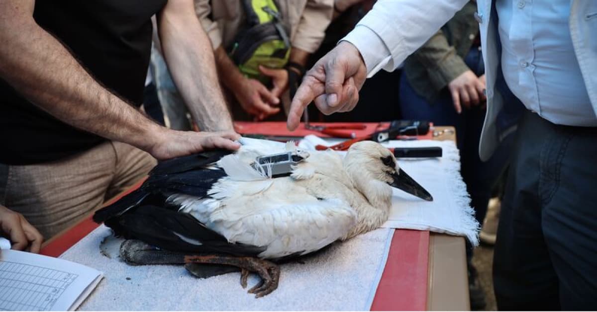 Sinop'tan yola çıkıp Mısır ve Suriye'ye ulaştılar