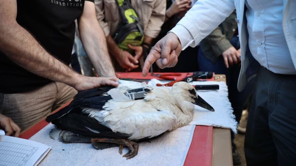 Sinop'tan yola çıkıp Mısır ve Suriye'ye ulaştılar