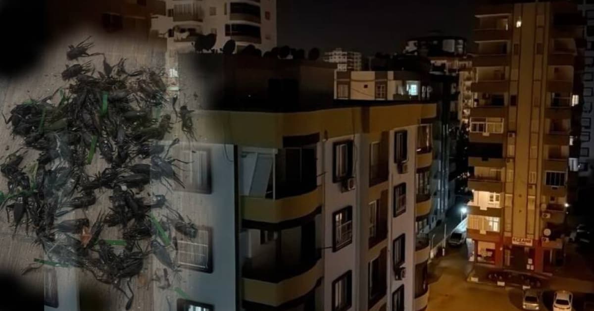 Sesleri Adanalıların gece kâbusu oldu
