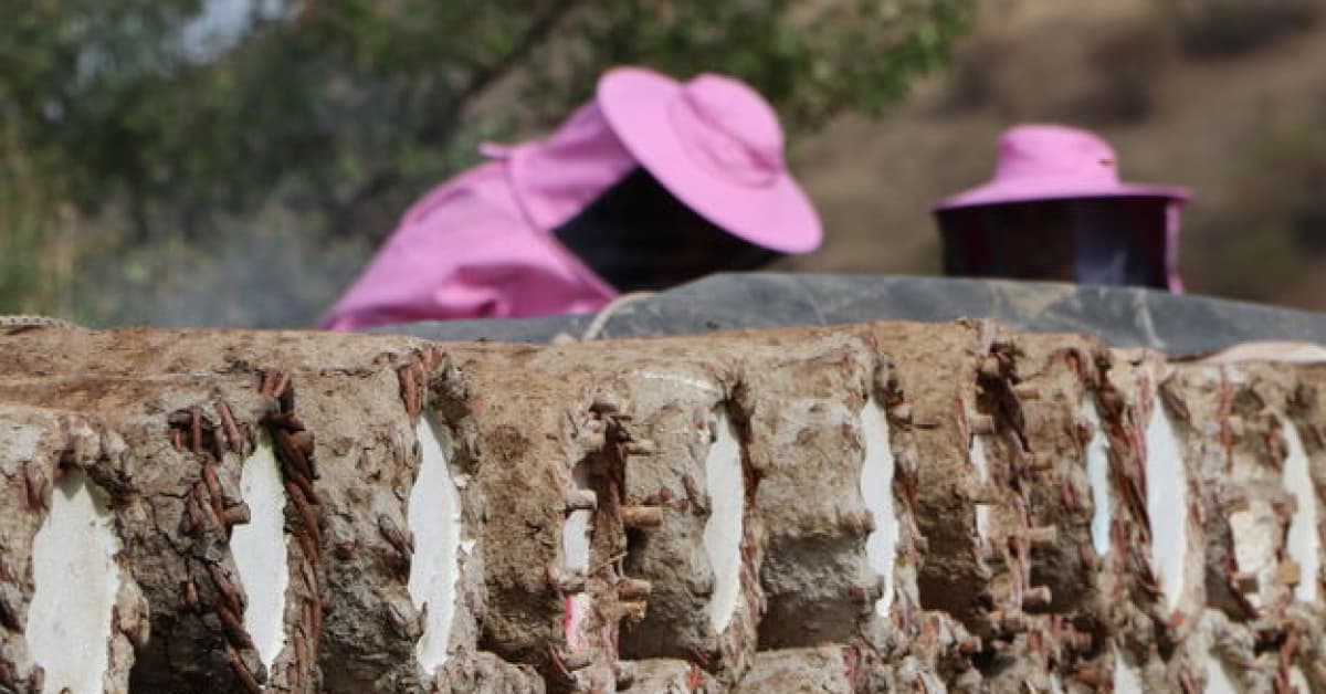 "Pembe maskeli" kadınlar hasada başladı
