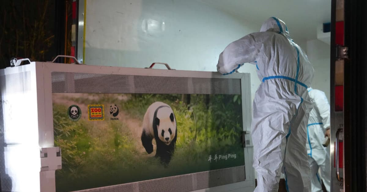 ABD-Çin hattında panda diplomasisi