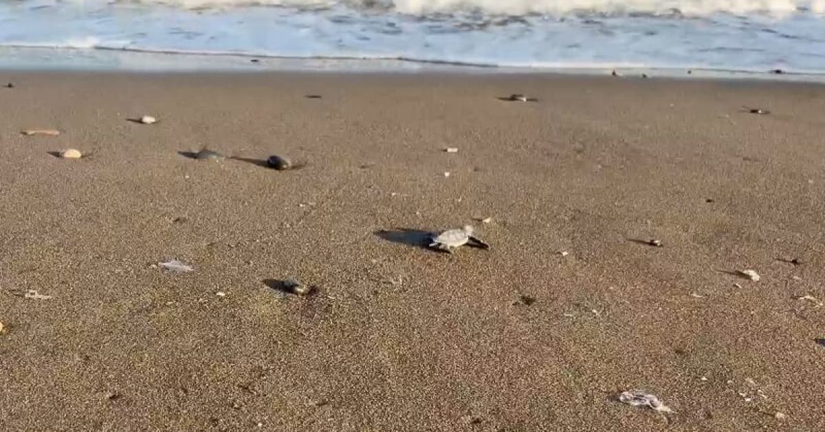 Mersin'de yavrular denizle buluştu