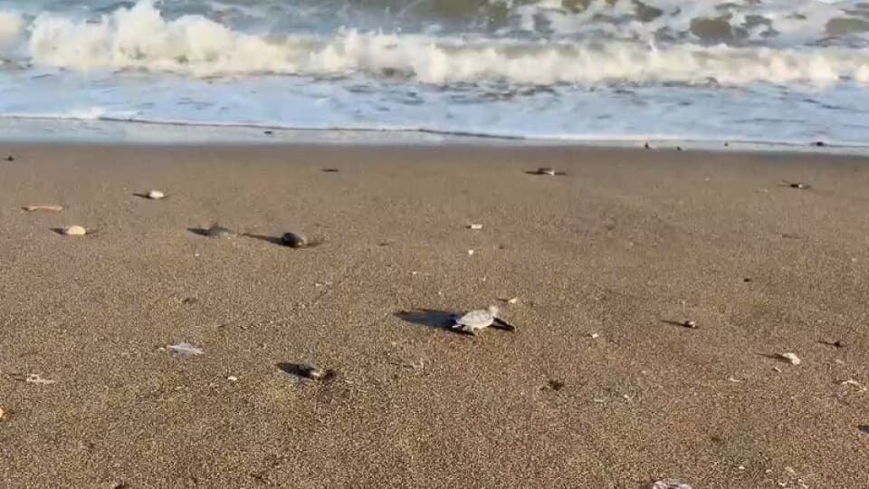 Mersin'de yavrular denizle buluştu