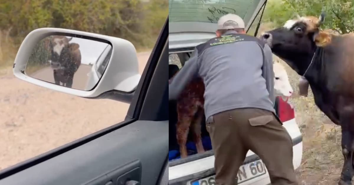 Yavrusunun peşinden 3 kilometre yürüdü