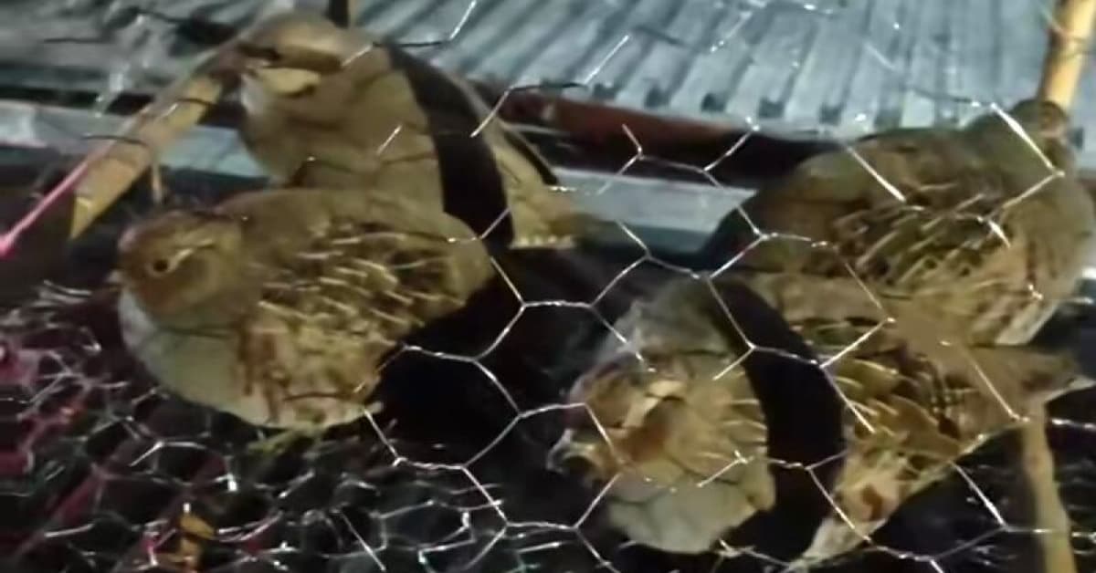 Van'da kafes avcılığı: 211 bin TL ceza
