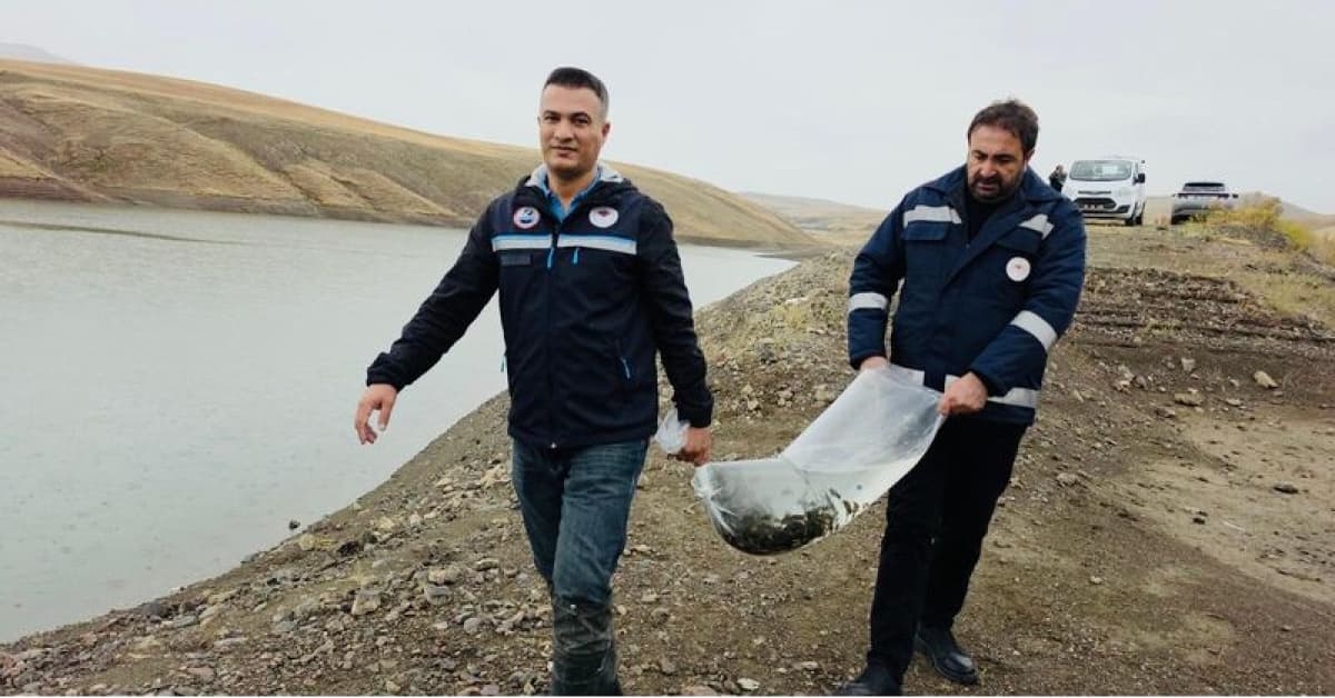 Van'da göletlere 700 bin sazan yavrusu bırakıldı