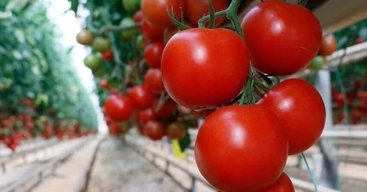 Türkiye'nin domates ihracatı 9 ayda 304 milyonu geçti
