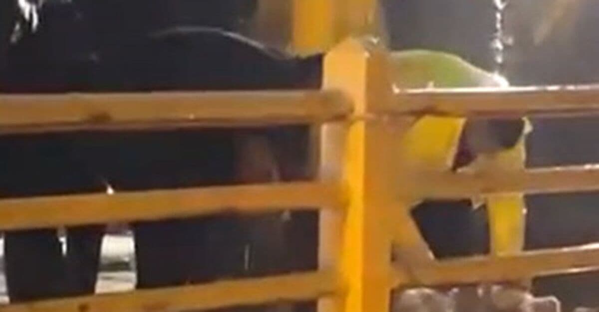 Yağmurun durması için kurban kestiler