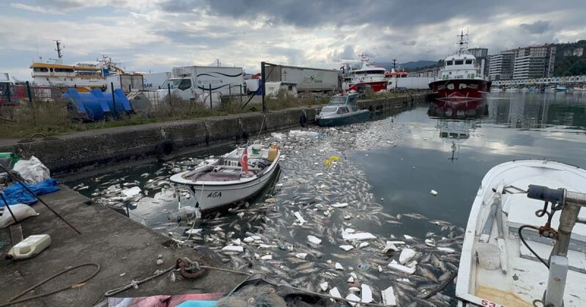 Palamutlar denize döküldü! Liman koktu