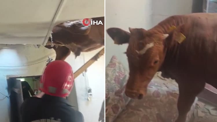 İneğin peşinden koşan boğa evin çatısına uçtu: Yarısı salonda asılı kaldı