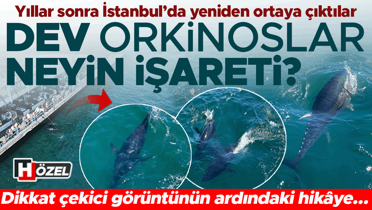 Yıllar sonra İstanbul’da yeniden ortaya çıktılar: Dev orkinoslar neyin işareti? Soframızdaki balıkları azaltır mı?