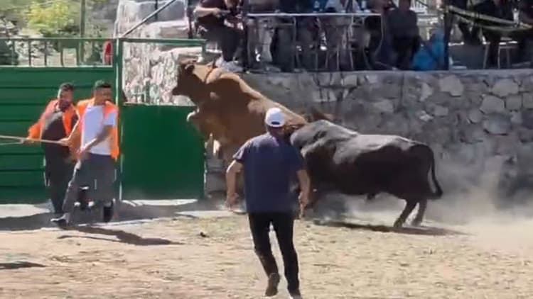Artvin'de boğa güreşinde nefes kesen anlar: 600 kiloluk boğa 1,5 metrelik kapıdan uçtu!