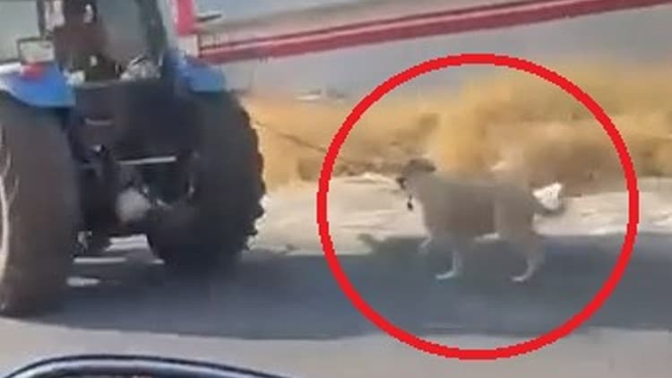 Diyarbakır'da vicdansızlık kamerada: Köpeği traktörün arkasına bağlayıp koşturdu