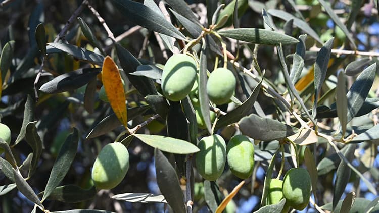 Bursa'da 15 asırlık zeytin ağacı görenleri şaşırtıyor: Hala meyve vermeye devam ediyor