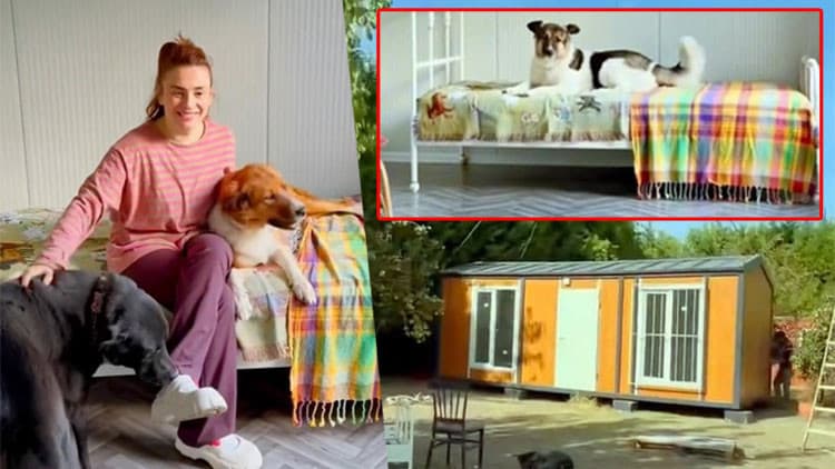 Ceylan Ertem'den köpeklerine ev aldı! İçini tek tek kendi hazırladı...