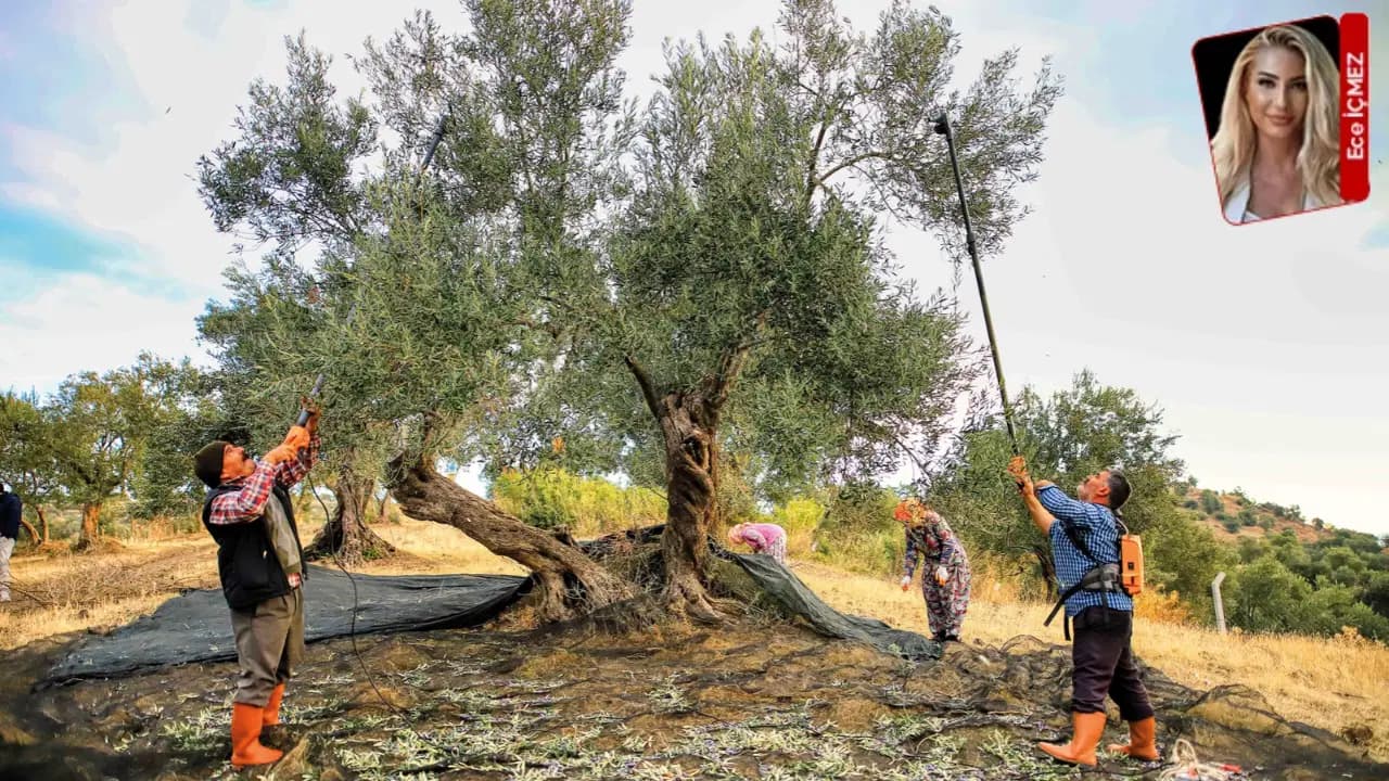 Zeytin dalda, üretici darda