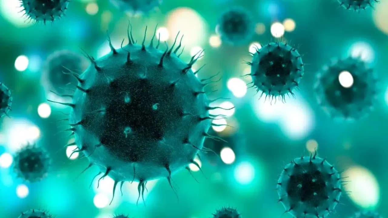 Kuduz alarmı: 570 bin riskli temas