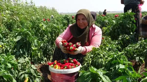 Tütüne veda, 'kırmızı inciye' merhaba: Salihli tarlalarında hasat başladı!