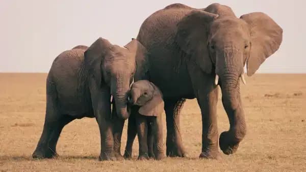 Afrika fillerinin hastalıklarını iyileştirmek için yararlandıkları yöntem