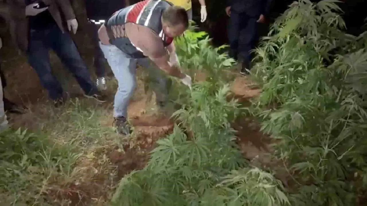 Kırıkkale'de mısır tarlasında ekili Hint keneviri ele geçirildi