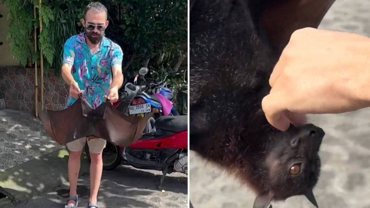 Yurt dışında çekilen görüntüler gündem oldu: Türk YouTuber'ı yarasa ısırdı, COVID-19 endişesi yeniden doğdu
