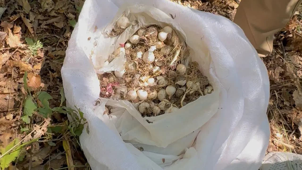 Bu sarımsağı koparmanın bedeli ağır oldu: 3 kişiye 2 milyon 97 bin TL ceza