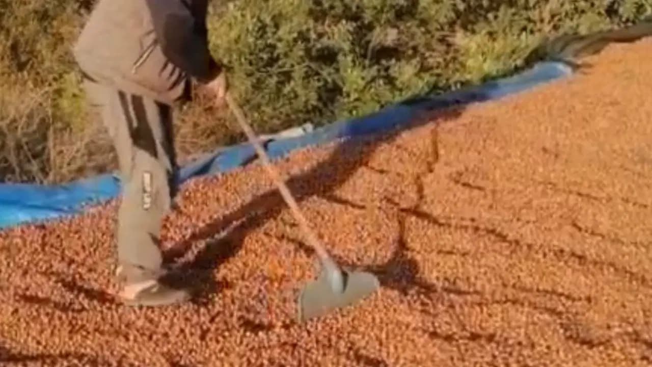 Ordu’da fındık üreticisinin çaresizliği: Kurutmak için Sivas’a kadar gittiler