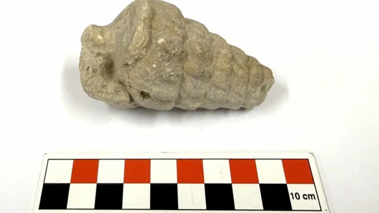 Gastropoda nedir? Gastropoda fosili ne demek? Tetis Denizi nerede?