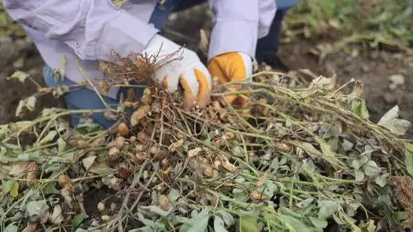 Adana’da hasat başladı: 252 bin dekar alanda ekiliyor...