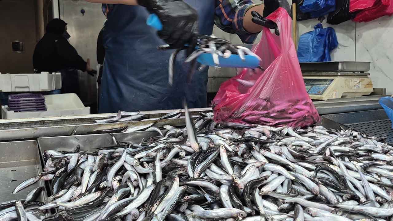 Çinekop ve lüfer havlu attı! Tezgahın şampiyonluğu iki balığa kaldı..