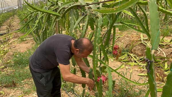 Çarşamba Ovası'nda bir ilk: 'Burada yetişmez' dediler, Karadeniz'de tropikal devrim yarattı