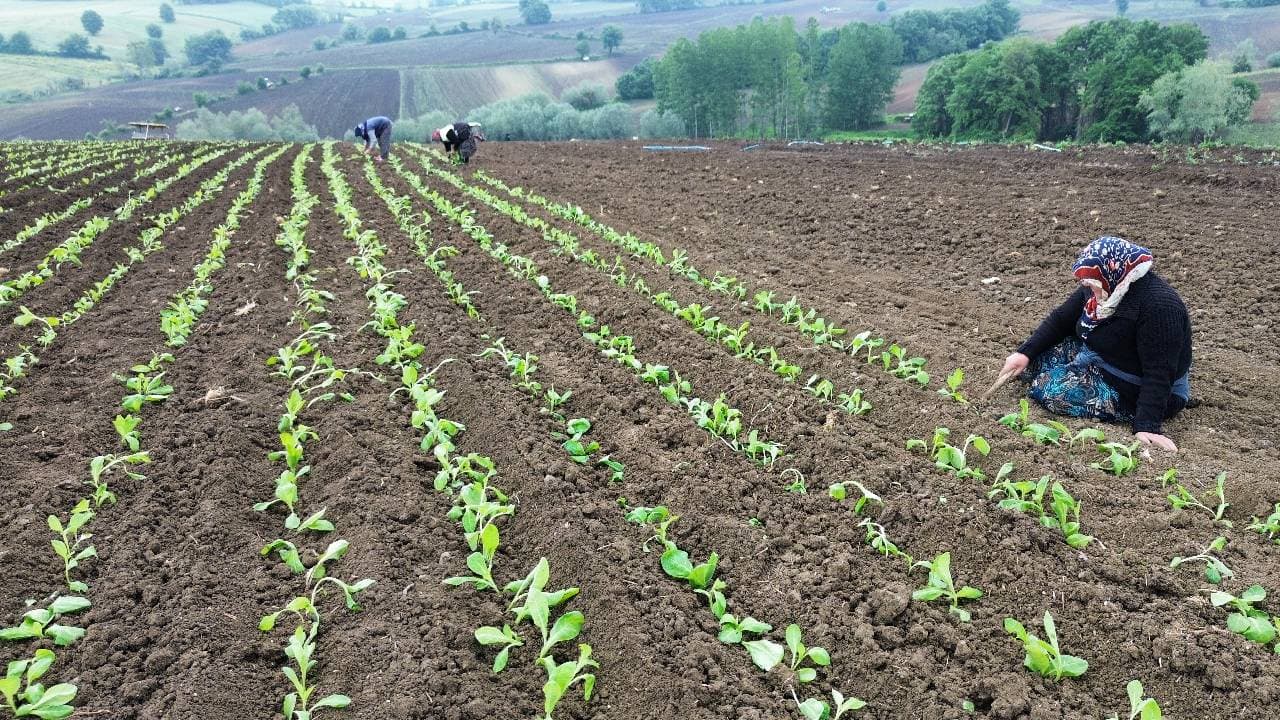 Tarlada koparılıyor, tek tek iplere diziliyor! Koca ilçeyi ayakta tutan zorlu mesai başladı