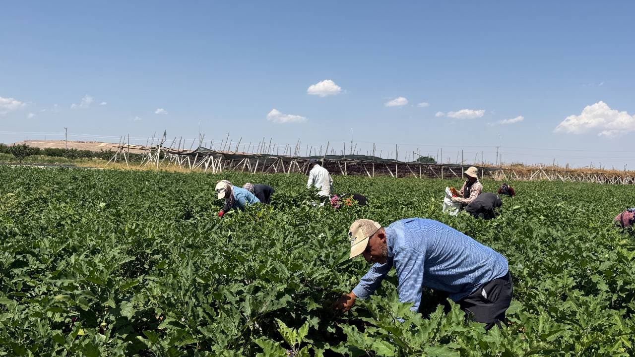 Dünyanın dört bir yanına gönderiliyor: Taze kilosu 18 TL, kurutulmuş bin adet 4 bin TL