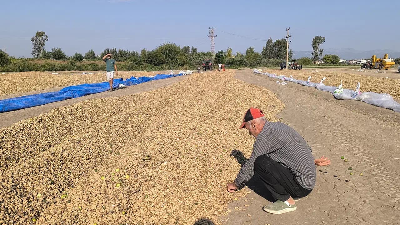 Üreticiler 'yer fıstığı' fiyatlarından dert yandı: 'Çiftçi iflas etmiş durumda!'