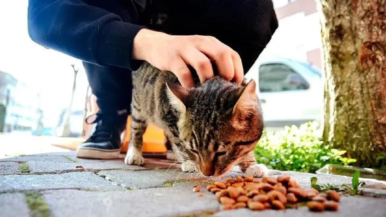 Erzurum’da tepki çekecek karar... Sokakta yaşayan hayvanların beslenmesine yasak