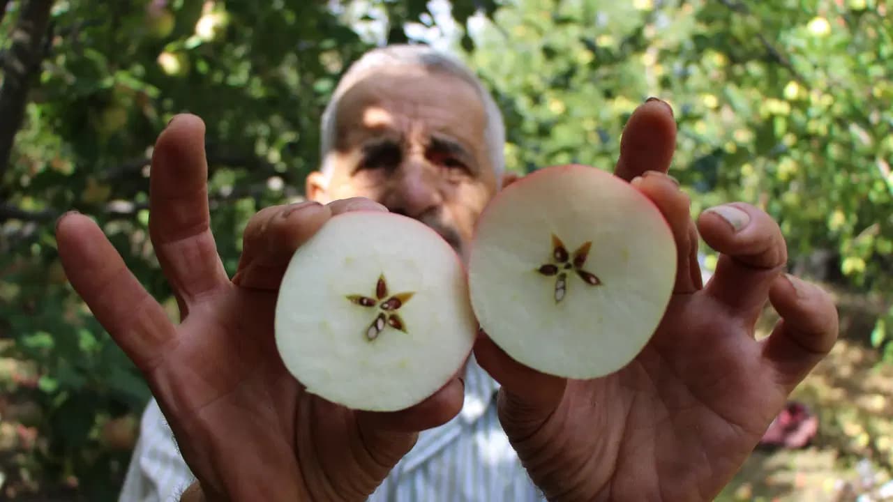 Geçen yıl mumla aranıyordu, şimdi dala sığmıyor: Kilosu 10 lira!