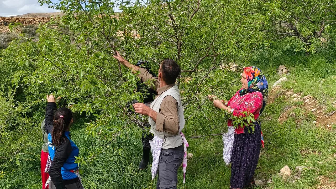 Hobi olarak başladı, 10 ton rekolte bekliyor