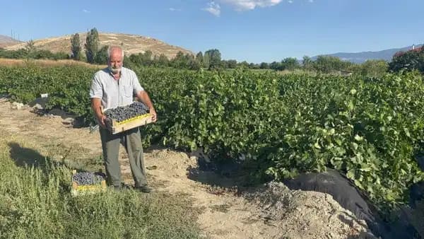 Avrupa ve Orta Doğu bu ürünün peşinde: Erzincan'ın 'siyah incisi' dünyaya açılıyor