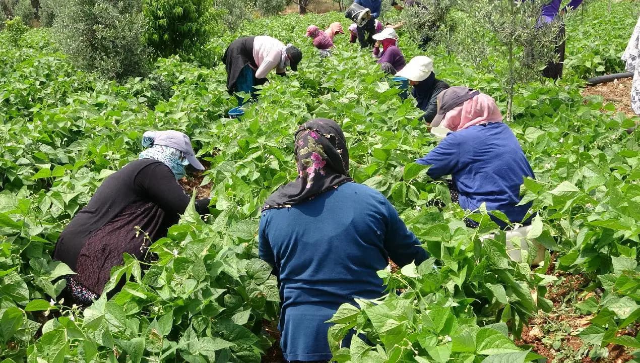 Bir ilçenin kaderi ona bağlı! Kilosu 70 liradan pazar yoluna çıktı