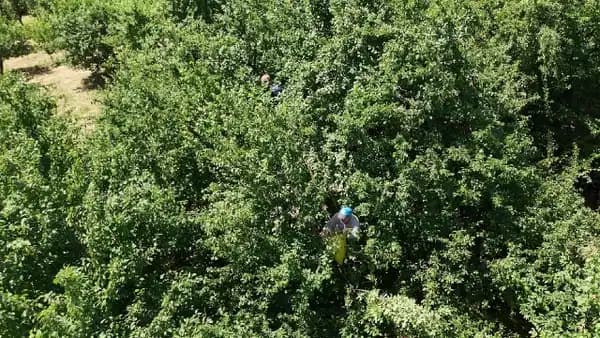1886'dan günümüze uzanan efsane lezzet: Önce tazesi, bir ay sonra kurusu piyasada