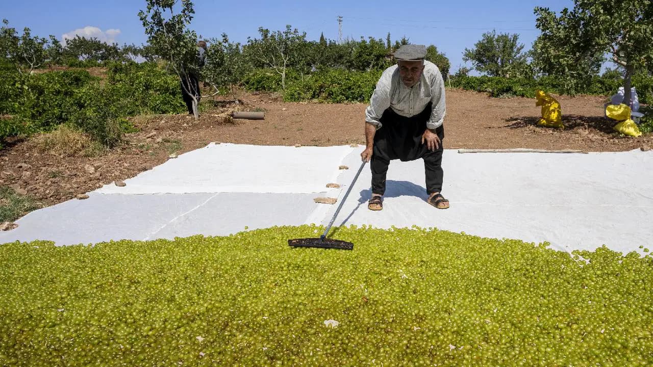 Peygamber üzümü olarak biliniyor! Hasadı Adıyaman'da başladı...