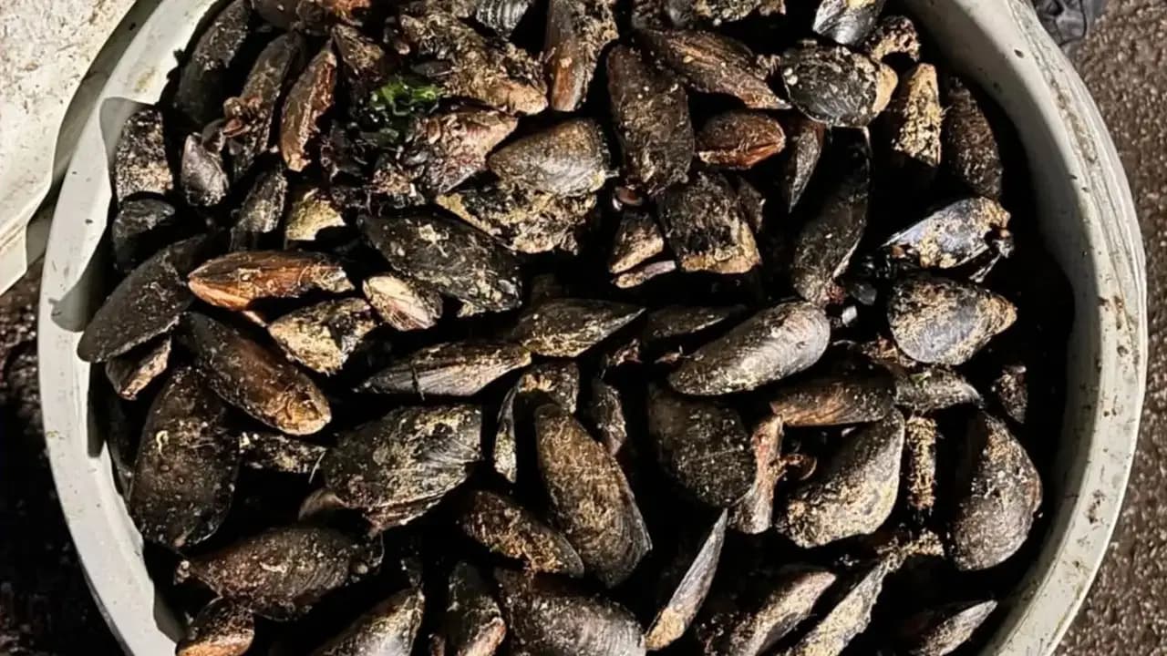 Yurttaşlara yedireceklerdi: Durdurulan araçta 650 kilo bozuk midye ele geçirildi
