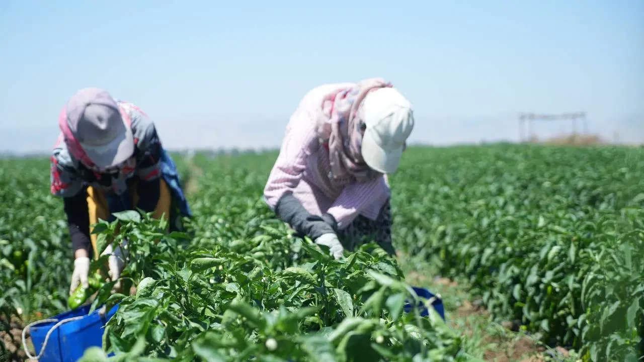 Tonu 7 bin TL'den toplanıyor: Gaziantep'in kırmızı altınında mesai başladı