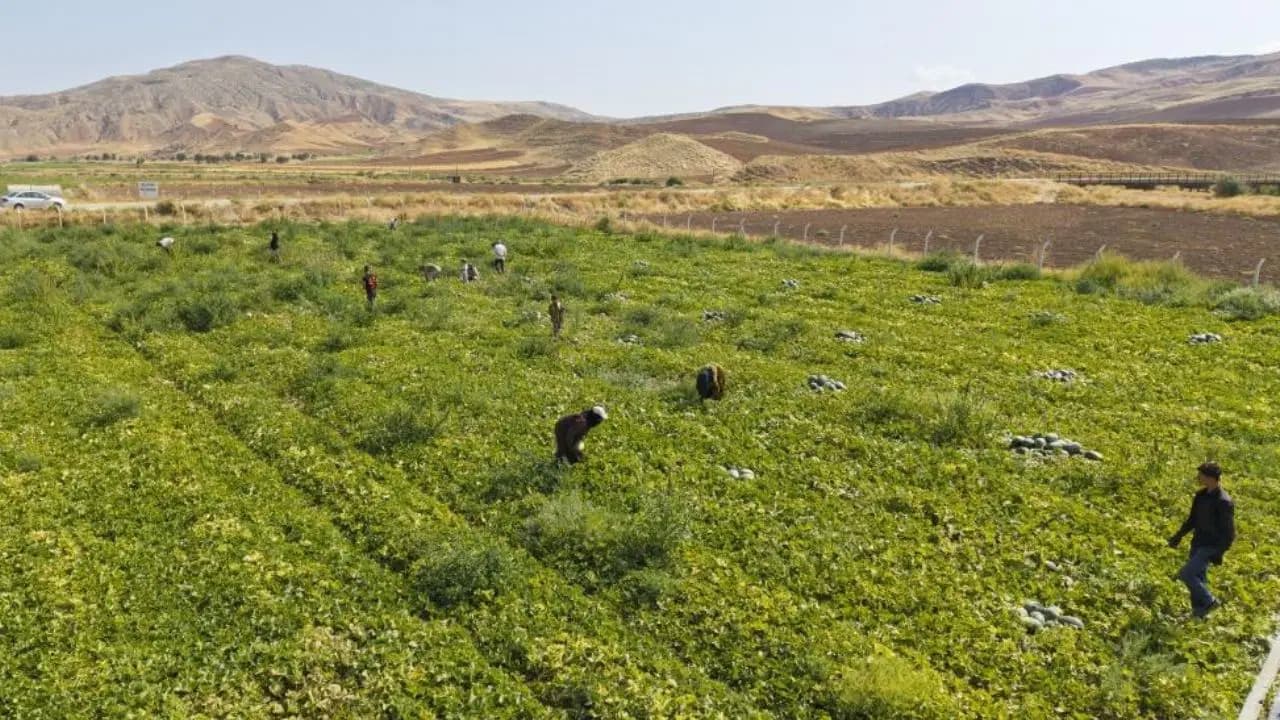 Erciyes Dağı eteklerinde yetişiyor: Hasadı 45 gün sürüyor...