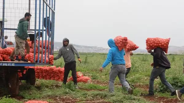 Polatlı Ovasında hasat başladı: Ekiliş alanı 75 bin dekardan 25 bine geriledi!