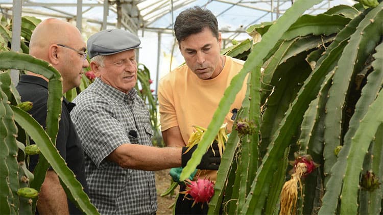 Hasada yardım etti